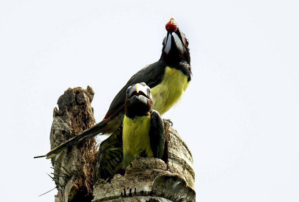 Green Aracari