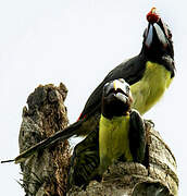 Green Aracari