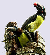 Green Aracari