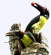 Green Aracari