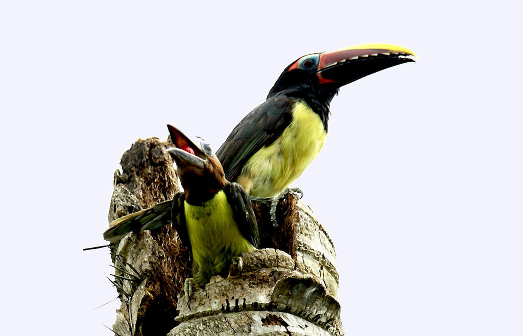 Green Aracari