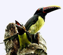 Green Aracari