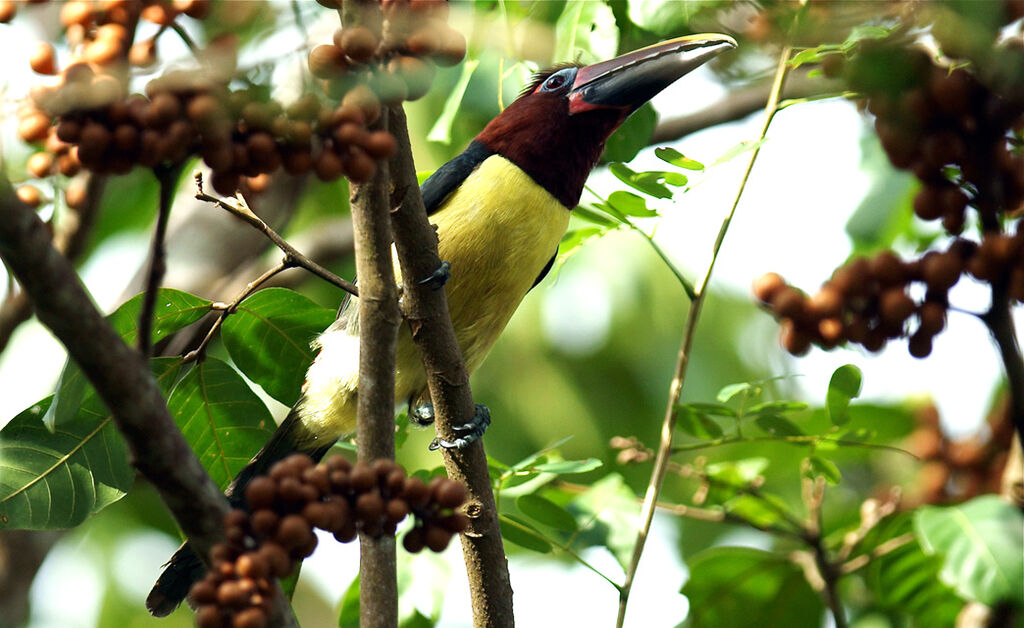 Green Aracari female adult