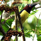 Araçari vert