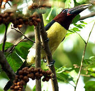 Green Aracari