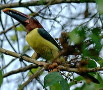 Green Aracari