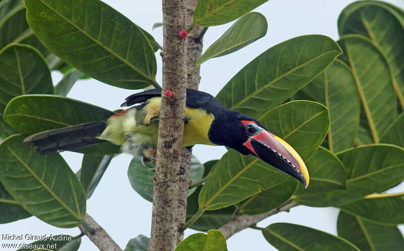 Green Aracari male adult, feeding habits