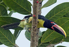 Green Aracari