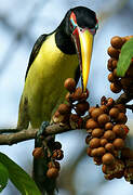 Green Aracari