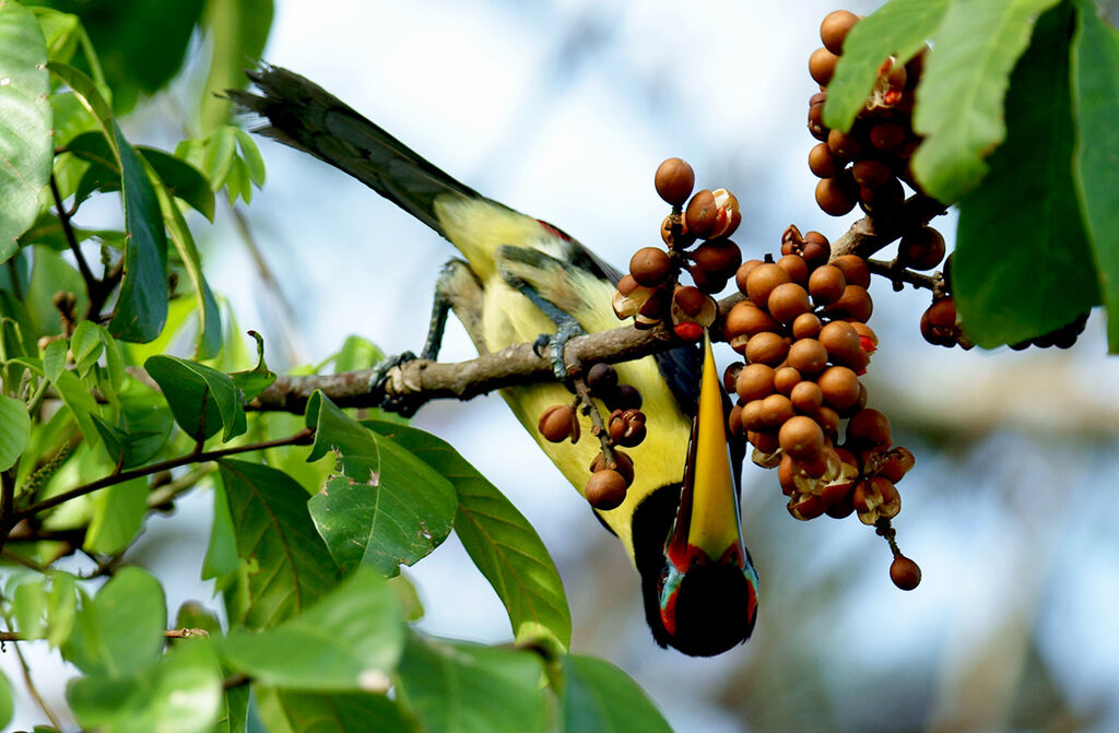 Green Aracari male adult