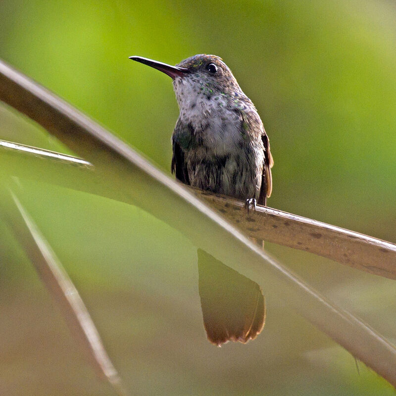 Green-bellied Hummingbird female immature
