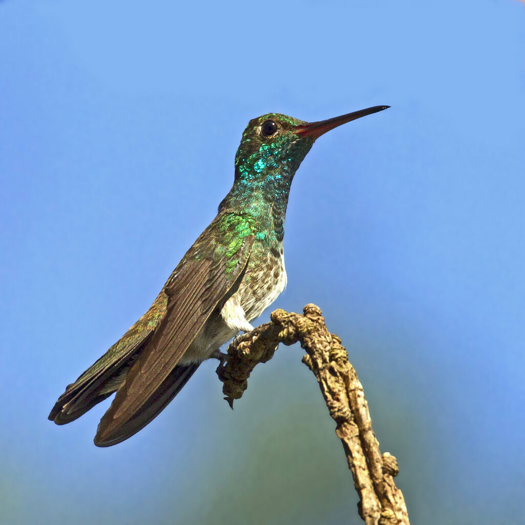 Glittering-throated Emerald