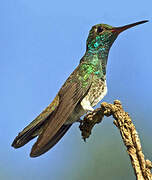 Glittering-throated Emerald