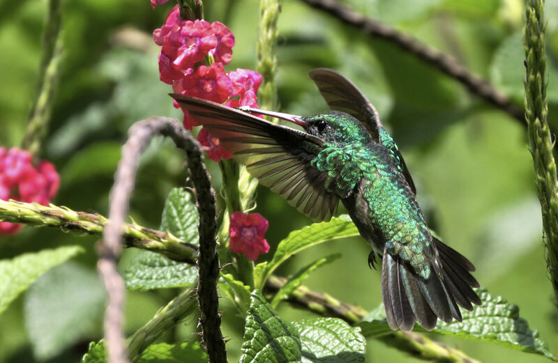 Glittering-throated Emerald, Flight