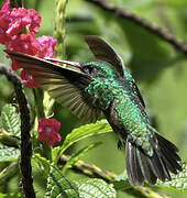 Glittering-throated Emerald