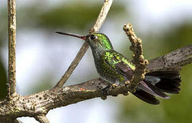 Glittering-throated Emerald