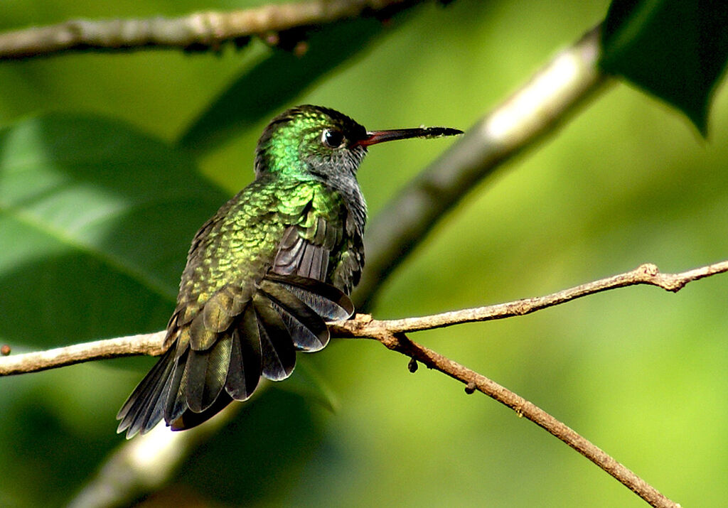 Glittering-throated Emerald