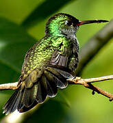 Glittering-throated Emerald