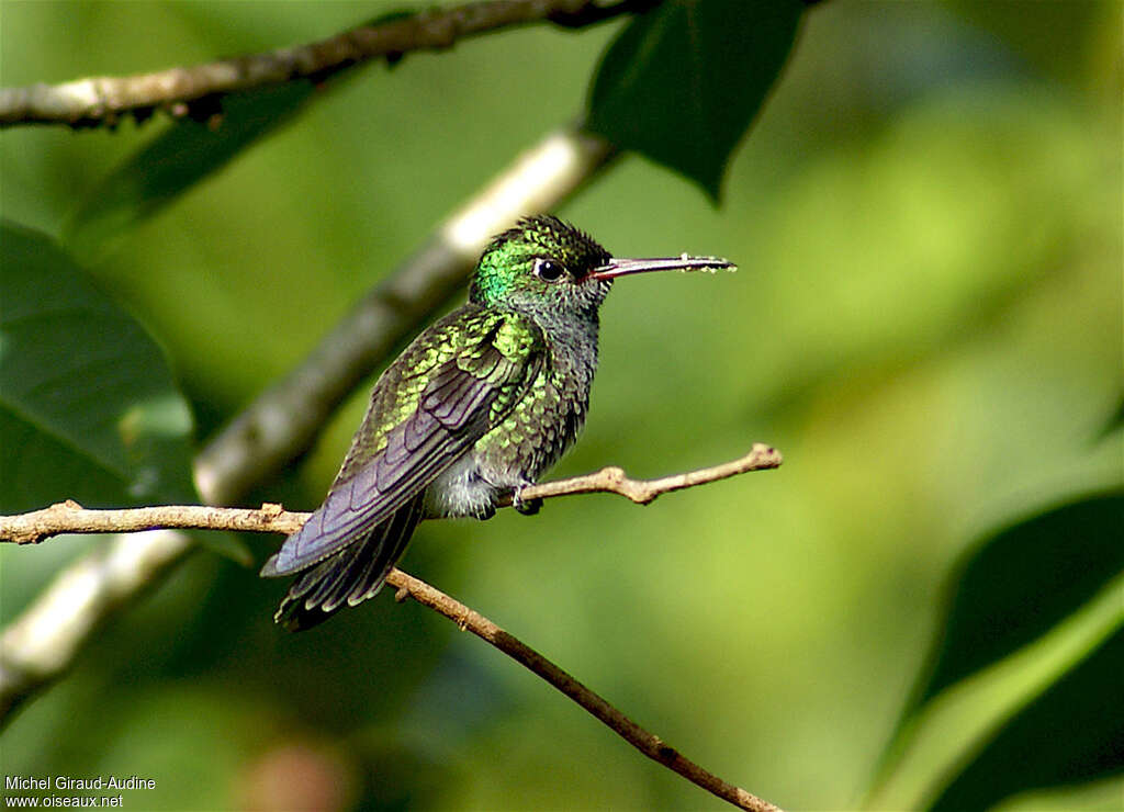 Glittering-throated Emeraldadult, feeding habits