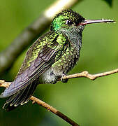 Glittering-throated Emerald