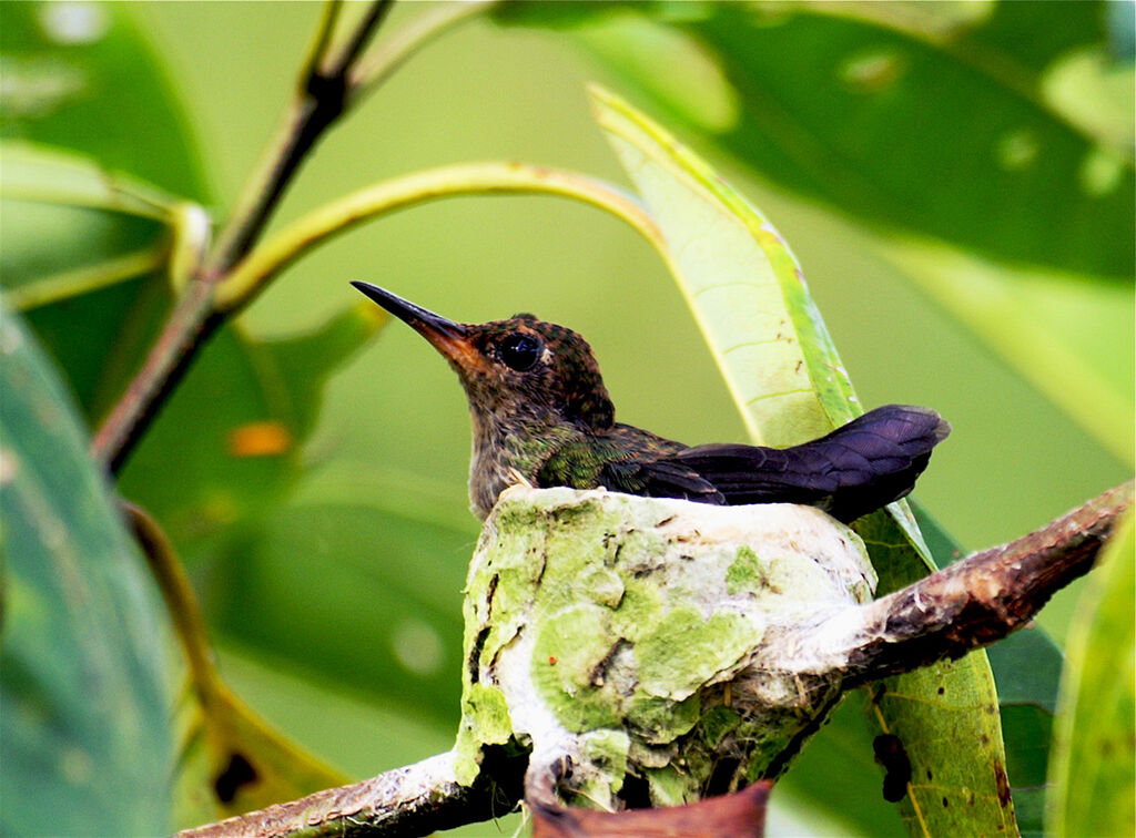 Glittering-throated Emerald