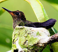 Glittering-throated Emerald