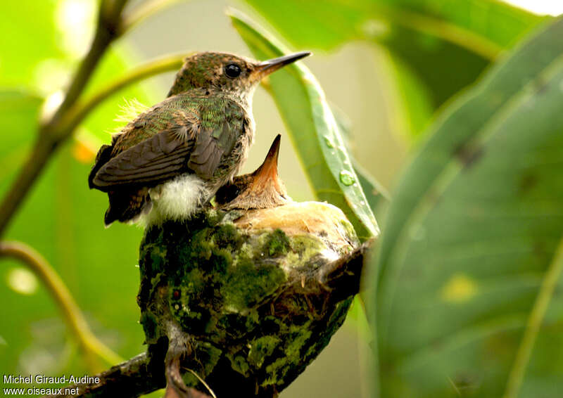 Glittering-throated Emerald, Reproduction-nesting