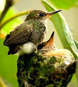 Glittering-throated Emerald