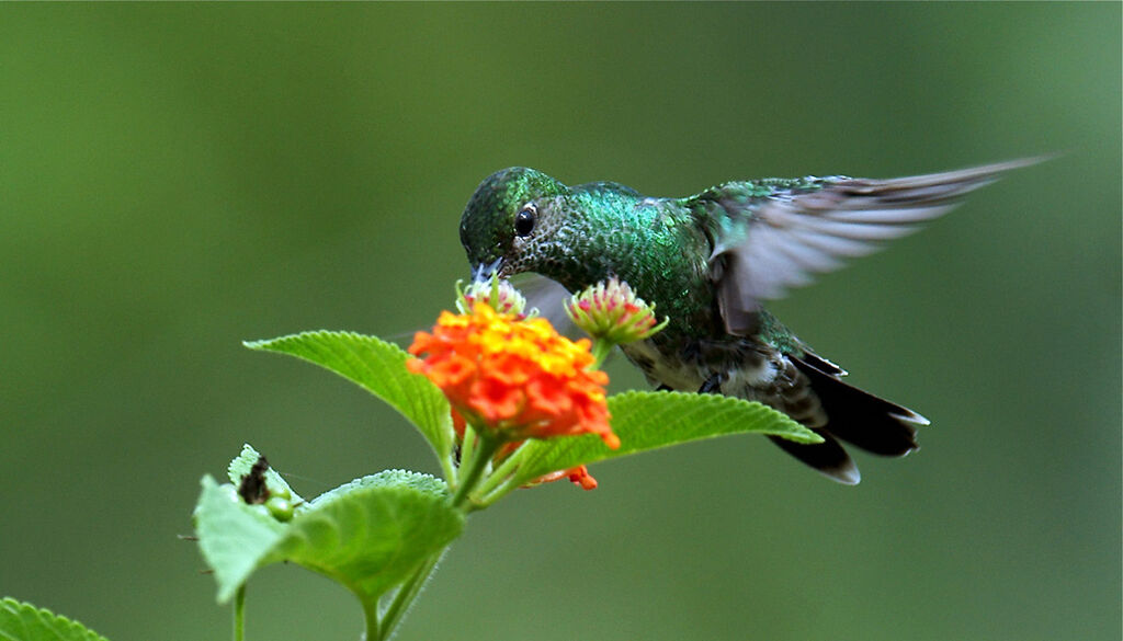 Glittering-throated Emerald