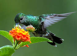 Glittering-throated Emerald