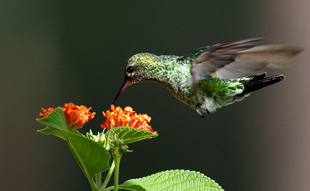 Glittering-throated Emerald