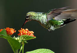 Glittering-throated Emerald