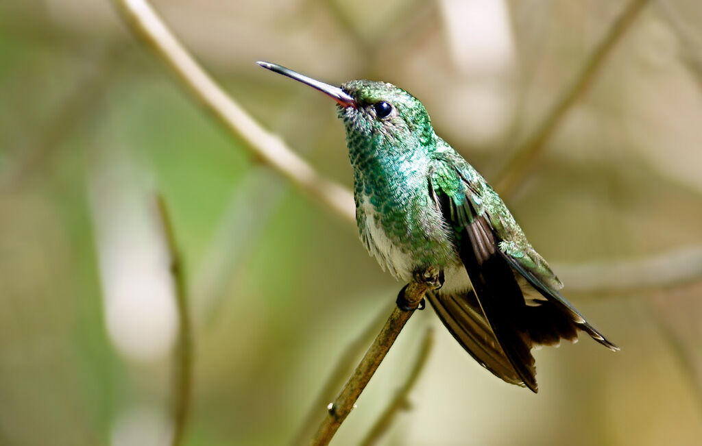 Glittering-throated Emerald