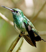 Glittering-throated Emerald