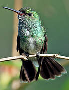 Glittering-throated Emerald