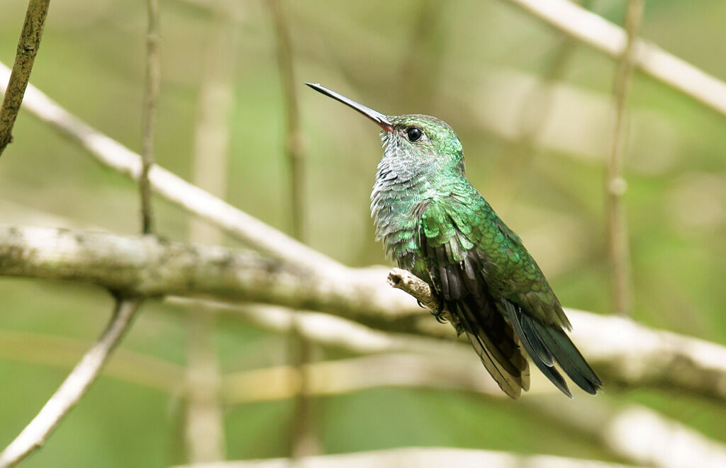 Glittering-throated Emerald