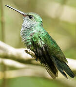 Glittering-throated Emerald