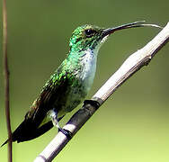 Plain-bellied Emerald