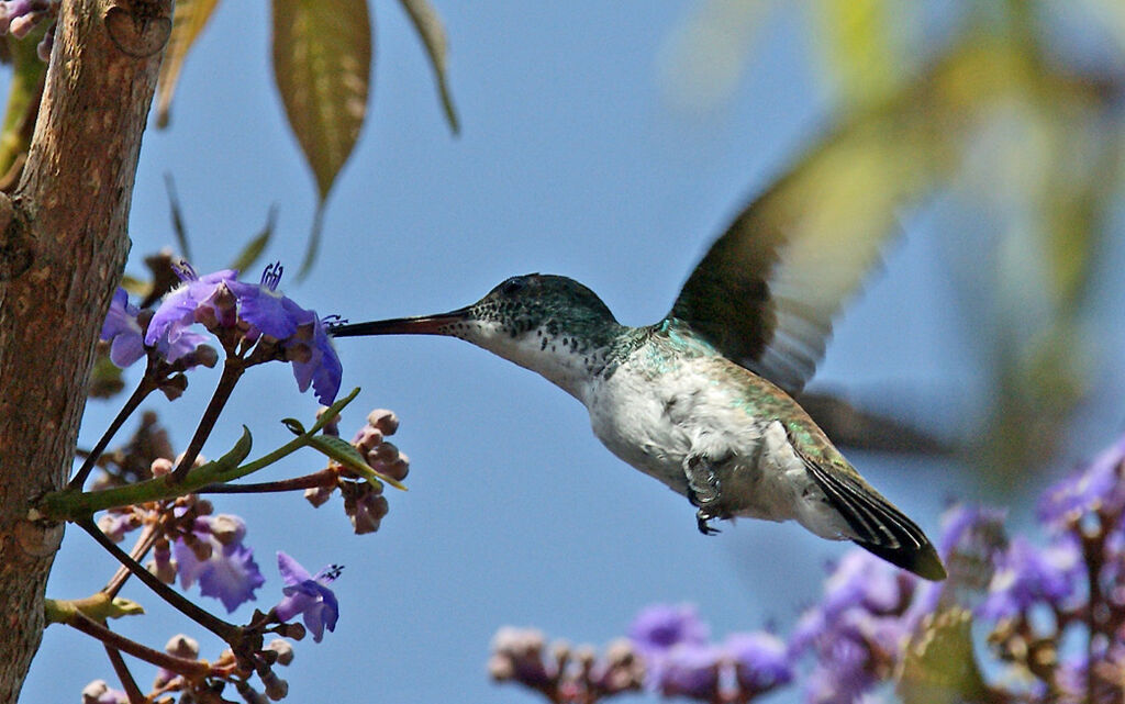 Plain-bellied Emerald