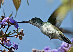 Plain-bellied Emerald