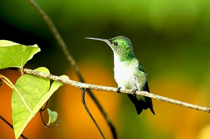 Plain-bellied Emerald