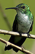 Plain-bellied Emerald