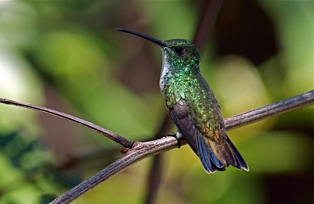 Plain-bellied Emerald, identification