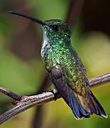 Plain-bellied Emerald