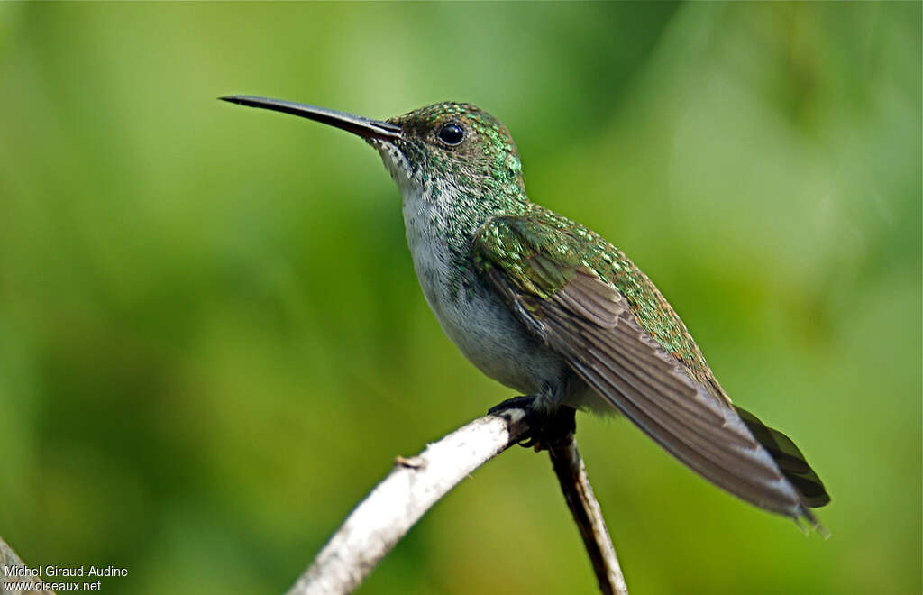 Plain-bellied Emeraldadult, identification