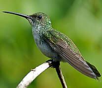 Plain-bellied Emerald