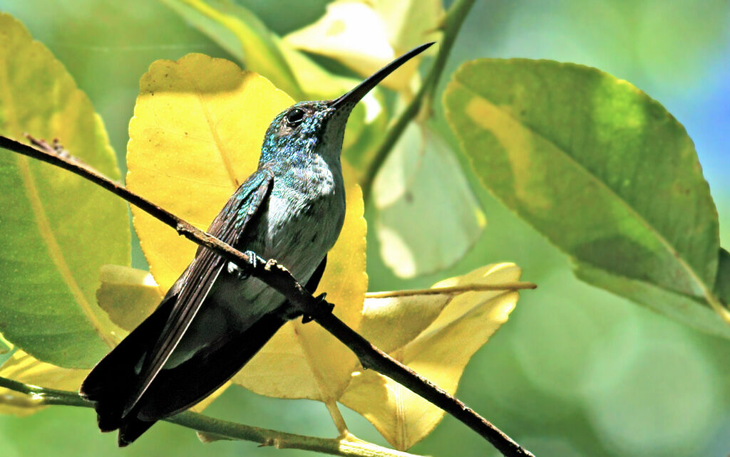 Plain-bellied Emerald