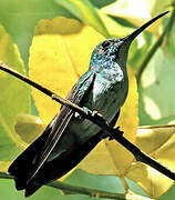 Plain-bellied Emerald