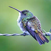 Plain-bellied Emerald