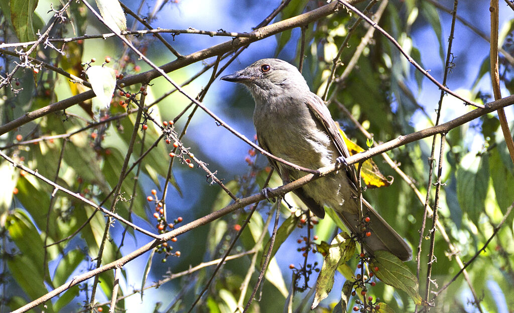 Greyish Mourner